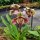 08 orchideje a masozrave rostliny